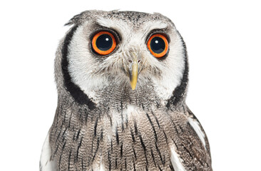 Head shot of a northern white-faced owl, Ptilopsis leucotis, dilated pupils, looking at the camera, isolated on white