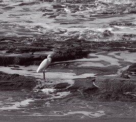 Obraz premium Solitary White Egret Coastal Closeup Black And White Nature Concept
