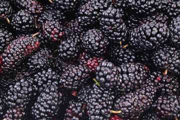 Ripe fresh mullbery close-up