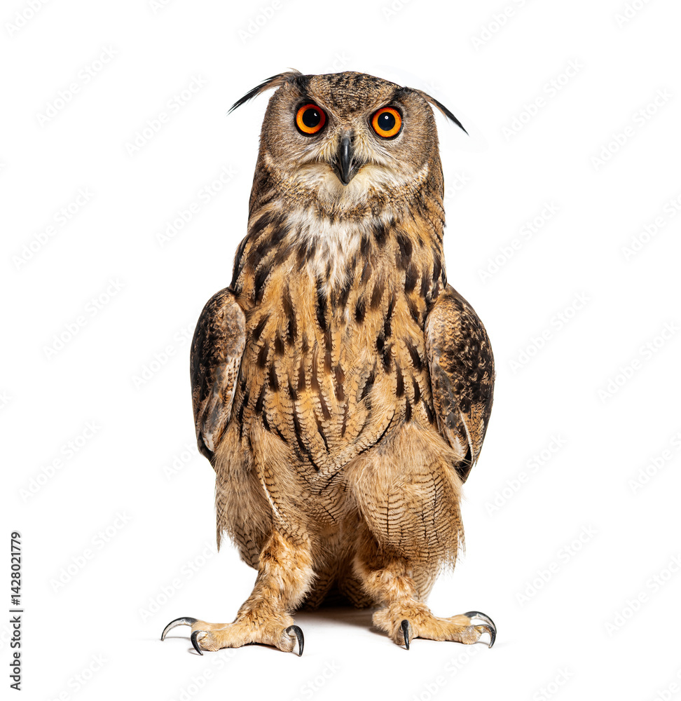 Poster expressive eurasian eagle-owl, bubo bubo, looking at the camera, isolated on white