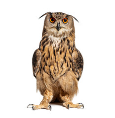 Naklejka premium Expressive Eurasian Eagle-Owl, Bubo bubo, looking at the camera, isolated on white