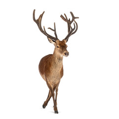 Red deer stag walking on white background