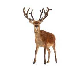 Red deer stag walking on white background