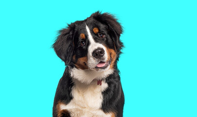 Head shot of a happy Bernese mountain dog  panting against blue background