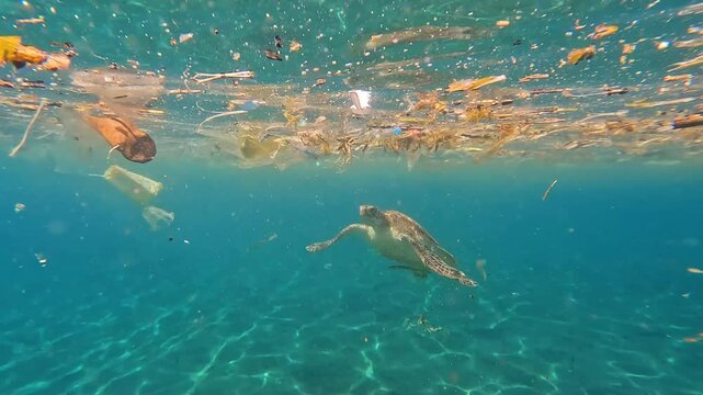 Sea turtle swimming in ocean with plastic trash pollution floating on water surface in Amed, Bali Indonesia