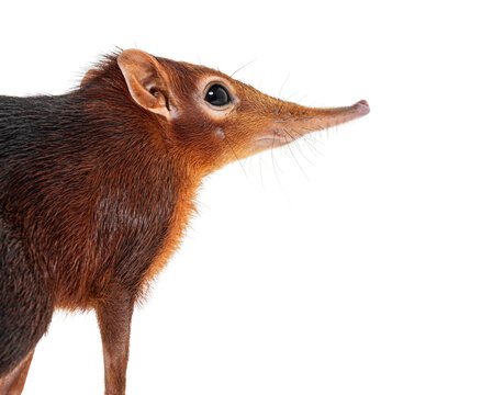 Black and rufous elephant shrew, Rhynchocyon petersi, walking and showing its distinctive long, pointed snout, isolated on white