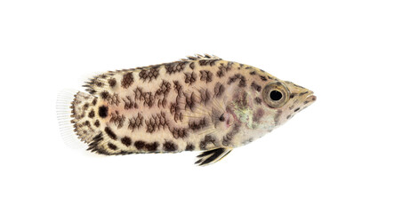 Side view of a Leopard bush fish, Ctenopoma acutirostre, isloated on white