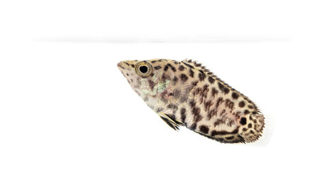 Side view of a Leopard bush fish, Ctenopoma acutirostre, isloated on white