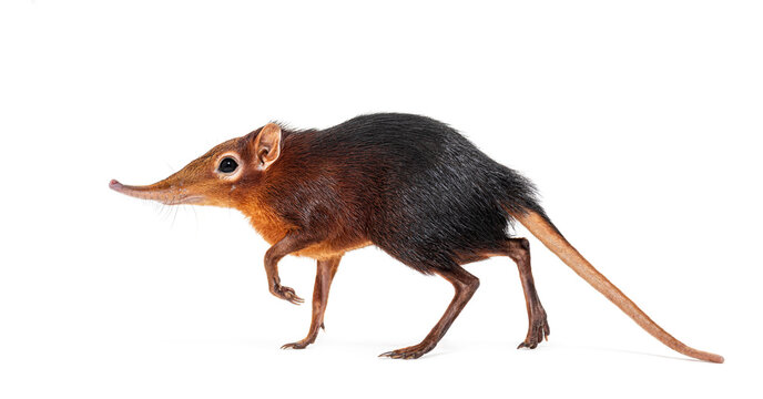 Black and rufous elephant shrew, Rhynchocyon petersi, walking and showing its distinctive long, pointed snout, isolated on white