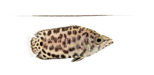 Side view of a Leopard bush fish, Ctenopoma acutirostre, isloated on white
