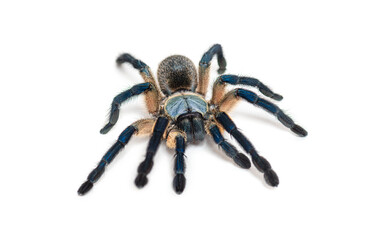 Peacock tarantula, Poecilotheria metallica, isolated on white