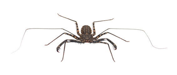 Damon diadema, amblypygid species, isolated on white