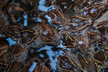 Many cultivated frogs live in the water.