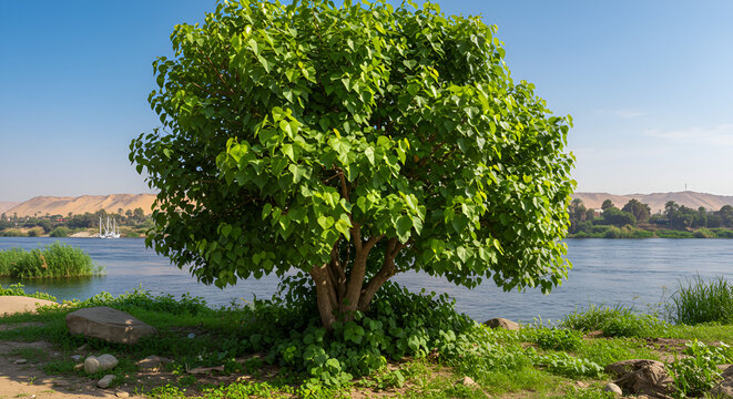 Ficus Sycomorus Growing Near The Nile River In Egypt