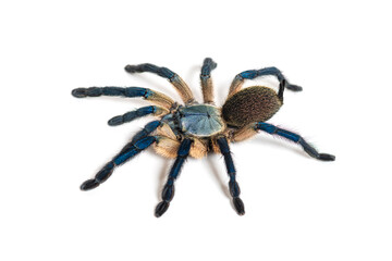Peacock tarantula, Poecilotheria metallica, isolated on white