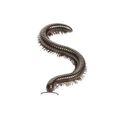 Giant millipede or archispirostreptus gigas forming an s shape on a white background
