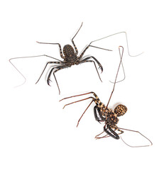 Damon diadema, amblypygid species,  standing next to its molt; isolated on white