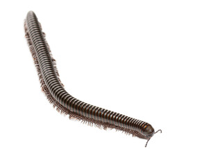 Macro on Ghana speckled leg millipede, Telodeinopus autii, isolated on white