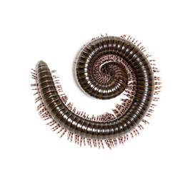 Ghana speckled leg millipede, Telodeinopus autii, coiling up defensively, isolated on white