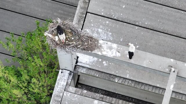 White Stork Nesting on Rooftop Aerial Drone View with Chicks in Nest