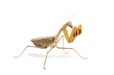 Side view of a praying mantis eating an insect, Sphodromantis specie, isolated on white
