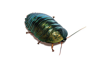 Emerald cockroach, Corydidarum magnifica, isolated on white