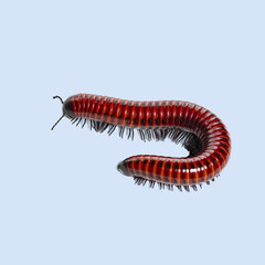 Close up of a red millipede crawling, showcasing its numerous white legs and segmented body
