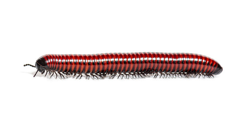 Side view of a Millipede crawling, Centrobolus sp Mozambique, isolated on white