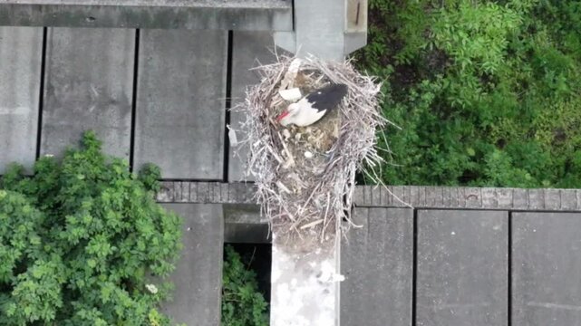 White Stork Standing in Nest on Concrete Pillar Close Up View