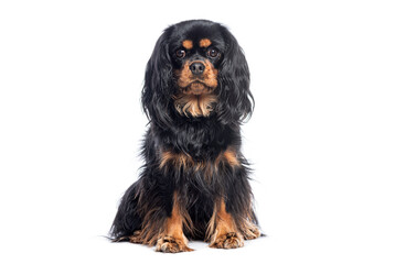 Cavalier king charles spaniel sitting and looking at camera on white background