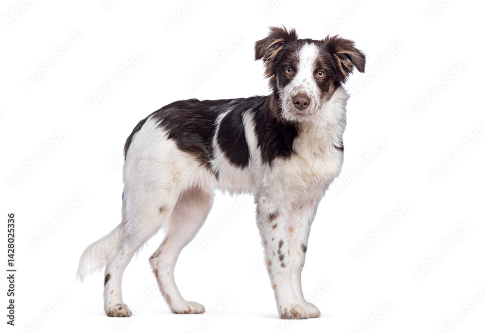 Aufkleber crossbreed dog with a border collie standing and looking forward on white background
