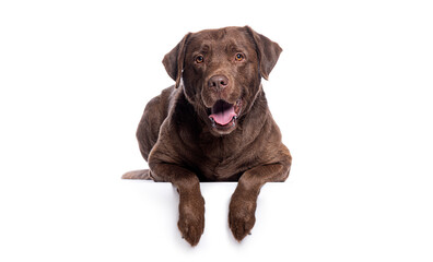 Chocolate labrador retriever lying down with paws over white banner