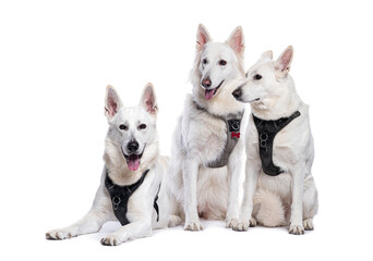 Three white swiss shepherd dogs wearing a harness posing on white background