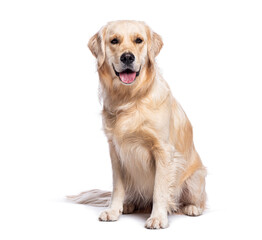 Obraz premium Golden retriever sitting and panting on white background
