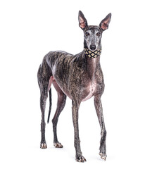 Spanish greyhound wearing an elegant collar standing on white background