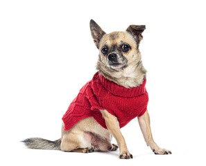 Chihuahua dog wearing red sweater sitting on white background
