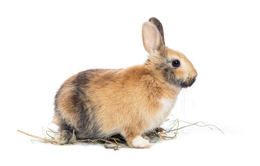 Brown rabbit sitting on hay isolated on white background
