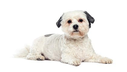 Adorable white and black maltese dog lying on white background