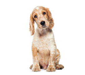 English cocker spaniel puppy sitting and tilting its head