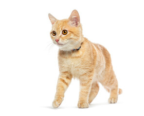 Ginger kitten walking with blue collar on white background