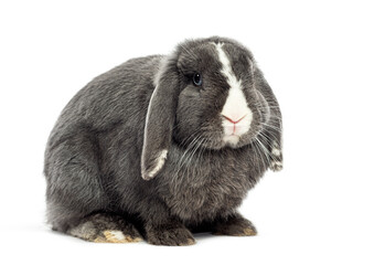 Cute lop rabbit sitting on white background
