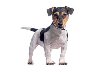 Jack russell terrier puppy standing on white background