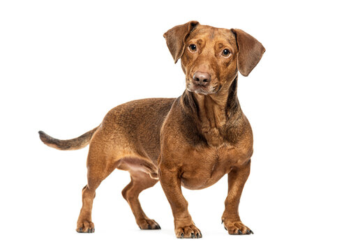 Brown dachshund standing on white background