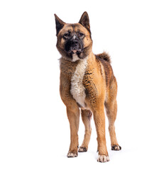 American akita dog standing and looking away on white background