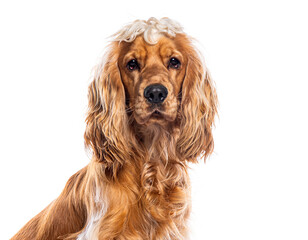 English cocker spaniel posing on white background