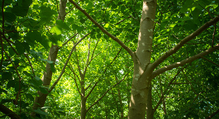 Obraz premium Paper Mulberry Forest Used In Traditional Papermaking