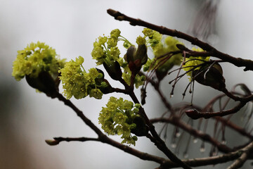 branch of a tree in spring