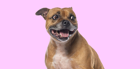 Staffordshire bull terrier smiling and panting on pink background