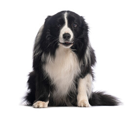 Obraz premium Border collie sitting and looking at camera on white background