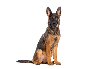 German shepherd dog sitting on white background